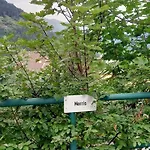 Morris * Bad Gastein