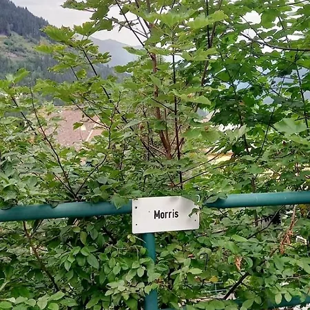 Morris * Bad Gastein