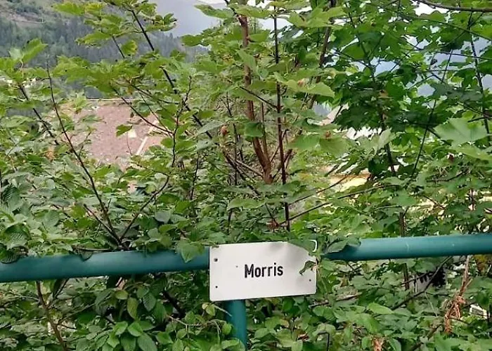 Morris * Bad Gastein